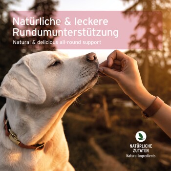 Eine Person füttert einen weißen Hund draußen mit einem Leckerli, mit einem deutschen Textüberlagerung, der 'Natürlich & köstlich, Rundum-Unterstützung' und 'Natürliche Zutaten' besagt.