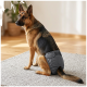 Deutscher Schäferhund trägt eine graue Hundewindel, sitzt auf einem strukturierten Teppich in einem hellen, sonnenbeschienenen Wohnzimmer.