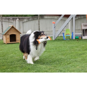 Ein Collie-Hund trägt glücklich ein orange-weißes Spielzeug im Mund, während er auf grünem Gras läuft, mit einem Holz-Hundehäuschen im Hintergrund.