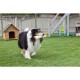 Ein Collie-Hund trägt glücklich ein orange-weißes Spielzeug im Mund, während er auf grünem Gras läuft, mit einem Holz-Hundehäuschen im Hintergrund.