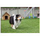 Ein Collie-Hund trägt glücklich ein orange-weißes Spielzeug im Mund, während er auf grünem Gras läuft, mit einem Holz-Hundehäuschen im Hintergrund.