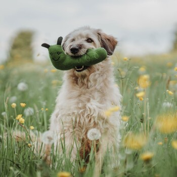 Ein flauschiger Hund hält ein grünes, schneckenförmiges Spielzeug im Mund, umgeben von einem Feld mit gelben Blumen und Löwenzahn.