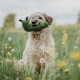 Ein flauschiger Hund hält ein grünes, schneckenförmiges Spielzeug im Mund, umgeben von einem Feld mit gelben Blumen und Löwenzahn.