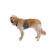 Ein Golden Retriever, der ein blaues Geschirr trägt, steht vor einem weißen Hintergrund und schaut mit einem freundlichen Ausdruck in die Kamera.