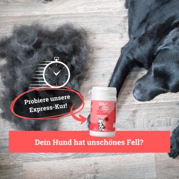 Die Pfote eines schwarzen Hundes liegt neben einem "Fell-Express"-Supplement auf einem Holzboden, mit Fell in der Nähe. Text: "Probier unsere Express-Kur!"