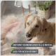 Eine Person hält Haustierfell, während ein Golden Retriever zuschaut. Text: "Sanfte Entfernung von losem Fell & Knoten" und "Auch für Katzen geeignet."