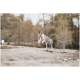 Ein verspielter Hund mit Merle-Fell und blauen Augen springt fröhlich auf einer felsigen Oberfläche, trägt ein oranges Geschirr und ist von Bäumen umgeben.