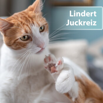Nahaufnahme einer orange-weißen Katze, die sich putzt und eine Pfote hebt; blauer Banner mit der Aufschrift 'Lindert Juckreiz'.