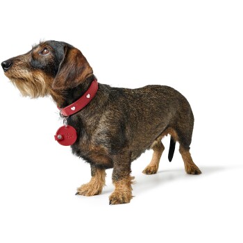 Ein brauner und schwarzer Dackel steht vor einem weißen Hintergrund, trägt ein rotes Halsband mit herzförmigen Nieten und einem runden Anhänger.