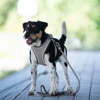 Kleiner schwarz-weißer Hund trägt ein graues Netzgeschirr und Leine, steht auf einem gefliesten Weg im Freien.