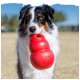 Ein Hund hält ein rotes Kong-Spielzeug im Mund und steht auf einem grasbewachsenen Feld unter einem klaren blauen Himmel.