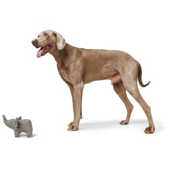 Ein großer, hellbrauner Weimaraner steht neben einem kleinen grauen Elefantenspielzeug auf einem weißen Hintergrund und schnauft glücklich.