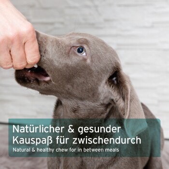 Ein grauer Welpe, der nach einem Leckerli greift, das von einer Hand gehalten wird, mit Textüberlagerung: "Natürlicher & gesunder Kausnack für zwischendurch."
