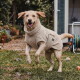 Strichzeichnung eines Hundes, die Rückenlängen- und Gewichtsmessungen zeigt; deutsche Beschriftungen 'Rückenlänge' und 'Gewicht'; Halsband 'THE DOG IDEA'.