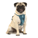 Ein glücklicher Mops, der ein türkisfarbenes Geschirr trägt, sitzt vor einem weißen Hintergrund und zeigt seinen verspielten Ausdruck und sein gut gepflegtes Fell.