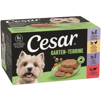 Cesar Garten-Terrine Hundefutterbox, 8×150 g, Teller mit Terrinenstücken und Gemüse, Bild eines kleinen weißen Hundes.