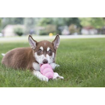 Brązowo-biały szczeniak husky leżący na trawie i żujący różową zabawkę KONG.