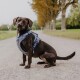 Ein brauner Hund mit einem blauen Geschirr sitzt auf einem mit Bäumen gesäumten Kiesweg und zeigt eine ruhige Außenumgebung.