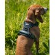 Hundegeschirr schwarz M