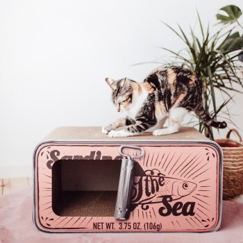 Eine dreifarbige Katze, die verspielt auf einem rosa und grauen Kratzbaum in Form einer Sardinendose mit der Aufschrift "Sardinen des Meeres" streckt.