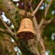 Glockenförmiger natürlicher Vogelfutterspender, gefüllt mit Samen, hängend an einem Baumzweig im Freien.