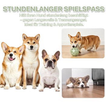 STUNDENLANGER SPIELSPASS — drei Hunde (Corgi, Shiba Inu, Französische Bulldogge) mit Einblendungen eines Corgi, der mit einer Kugel spielt.