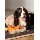 Braun-weißer Spaniel auf einem Teppich, herausgestreckte Zunge, ein orangefarbenes Seilballspielzeug liegt bei seinen Pfoten und hinter ihm ein rosa gestricktes Kissen.