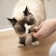 Katzenminze Bälle 3 Stk.