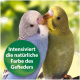 Zwei bunte Wellensittiche, einer blau und einer grün, sind eng beieinander mit einem verschwommenen grünen Hintergrund. Text: "Intensiviert die natürliche Farbe."
