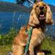 Goldener Cocker Spaniel trägt ein grün-pinkes Geschirr mit tropischem Blattmuster, sitzt an einem See mit Bergen im Hintergrund.