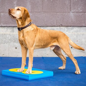 Ein goldener Labrador steht auf einer blauen Trainingsplattform mit gelben Kreisen und schaut gegen eine graue Wand auf.