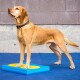 Ein goldener Labrador steht auf einer blauen Trainingsplattform mit gelben Kreisen und schaut gegen eine graue Wand auf.