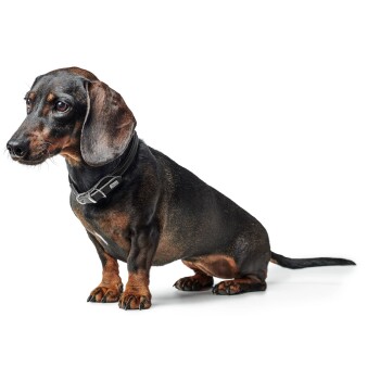 Ein schwarz-brauner Dackel sitzt vor einem weißen Hintergrund, trägt ein schwarzes Halsband und hat einen neugierigen Ausdruck.