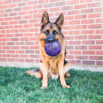 Berger allemand assis sur l'herbe devant un mur de briques, tenant dans sa bouche un ballon violet style football.
