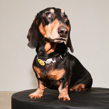Ein schwarz-brauner Dackel sitzt auf einem runden schwarzen Kissen, trägt ein Halsband mit einem gelben Anhänger, vor einem neutralen Hintergrund.
