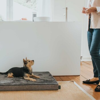 Ein kleiner Hund sitzt auf einem grauen Haustierbett und schaut zu einer Person, die in einer modernen Küche mit einer weißen Arbeitsplatte in der Nähe steht.
