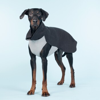 Ein Dobermann in einem stilvollen zweifarbigen Outfit, mit einem grauen Körper und einem schwarzen Umhang, steht vor einem hellblauen Hintergrund.