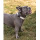 Ein glücklicher grauer Französischer Bulldogge, die ein helles Halsband trägt, steht auf grünem Gras und schaut mit offenem Mund lächelnd nach oben.
