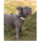 Ein glücklicher grauer Französischer Bulldogge, die ein helles Halsband trägt, steht auf grünem Gras und schaut mit offenem Mund lächelnd nach oben.