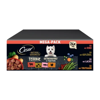 Cesar Mega-Pack hondenvoerdoos met foto van een Westie, tekst 'MEGA-PACK' en '24x 100g', 'Terrine' en 'Graanvrij'.