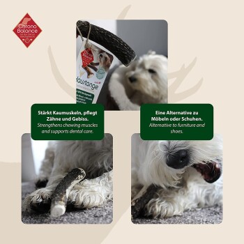 Hund kaut auf einem natürlichen Stock, mit dem Text: "Stärkt die Kaumuskulatur, unterstützt die Zahnpflege und schützt Möbel."
