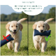 Blaues, mit Romney's Marke versehenes, strapazierfähiges Stoff-Hundespielzeug vor schwarzem Hintergrund.