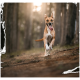 Hellbrauner Hund mit weißer Brust läuft auf einem Waldweg im Sonnenschein auf die Kamera zu, Zunge herausgestreckt und Ohren gespitzt