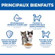 Deux chatons avec un bol de croquettes sous l'en-tête « PRINCIPAUX BIENFAITS » et icônes/texte en français sur le cerveau, les muscles et le poids.