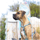 Gestromter Hund trägt ein buntes Geschirr mit Surfbrett-Muster, steht draußen mit Surfbrett und Grünpflanzen im Hintergrund.