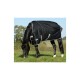 Ein schwarzes Pferd mit einer wasserdichten Decke weidet auf grünem Gras in einem sonnigen Feld, mit Bäumen im Hintergrund.