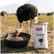 Strauß frisst Pellets aus einer schwarzen Wanne neben einem weißen Futtersack mit der Aufschrift PANTO und Straußenkorn.