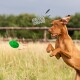 Ein verspielter brauner Hund springt in einem grasbewachsenen Feld und jagt aufgeregt einem grünen Spielzeug nach, mit dem Text "OUAH! OUAH!" über seinem Kopf.