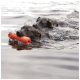 Two dark dogs swimming in water, front dog holding an orange floating retrieval toy in its mouth.