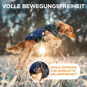 Ein Golden Retriever in einem rot-schwarzen Geschirr läuft auf einem verschneiten Feld, mit Text darüber und in einem Kreis.
